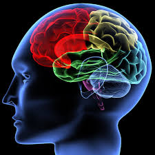 Could Your Brain Be the Cause of Premature Ejaculation?