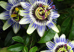 Blue Passion Flower